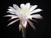 Thumbnail of 1591_Echinopsis Hybride Horst_20080613(1).jpg